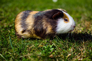 Grazing guinea pig on grass on a beautiful sunny spring day