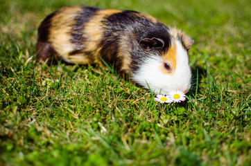 Fototapeta premium Grazing guinea pig on grass on a beautiful sunny spring day