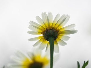 Una margarita. Bellis perennis