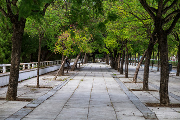 green trees in with tunnel perception, in the city of Seville Spain