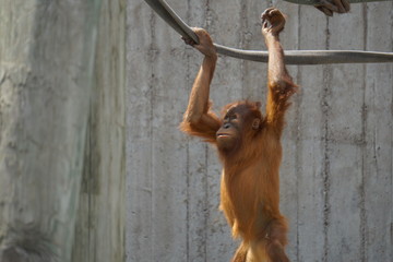 Baby orangutan © Asna