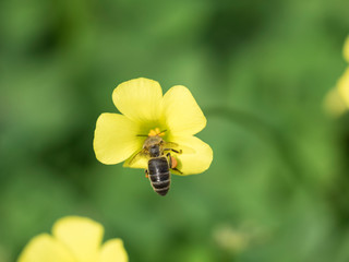  Anthophila. Abeja en flor de trébol.