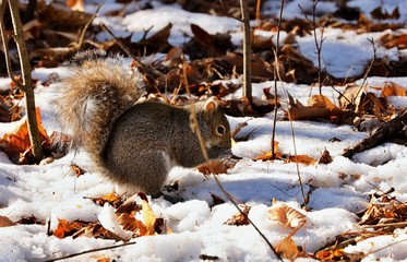 Eastern gray squirrel. Many juvenile squirrels die in the first year of life. Adult squirrels can...
