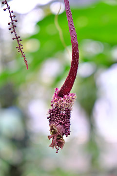 Fasciace, fasciculation (2019)