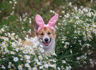 cute dog puppy Corgi sits in a Sunny meadow with daisies in pink Easter Bunny ears