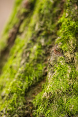 Tree bark covered with green moss 