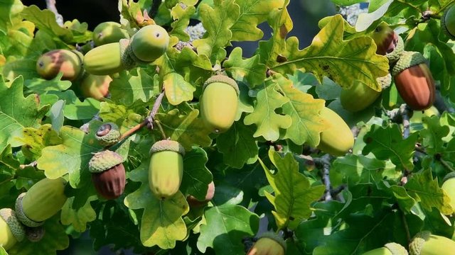 English oak / pedunculate oak / French oak tree (Quercus robur) close up of acorns and leaves