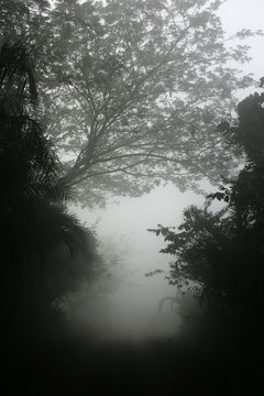 Misty Road