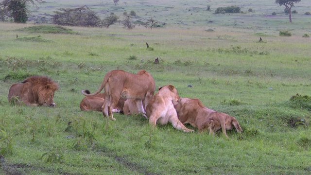 African lion (Panthera leo) sister cleaning nippels from one because she gave birth, cubs still in hiding, Masai Mara, Kenya.