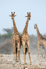 2 Giraffe