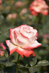 pink rose in garden