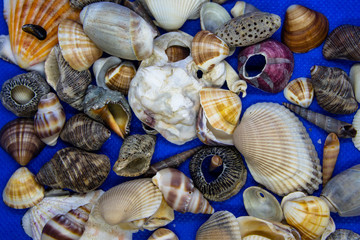 Conchas marinhas do Brasil encontradas na praias de Itanhaém