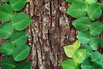 Green Climbing Plants on Tree Bark Natural pattern Background