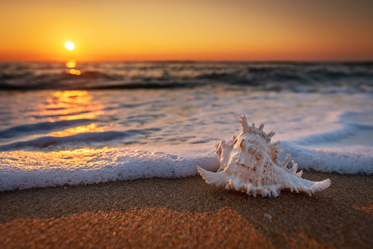 Sea shells on the beach at sunrise.