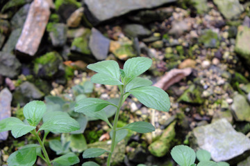 Tetradenia riparia (2019)