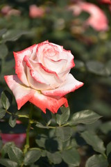 pink rose in garden