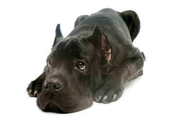 Studio shot of a lovely cane corso puppy