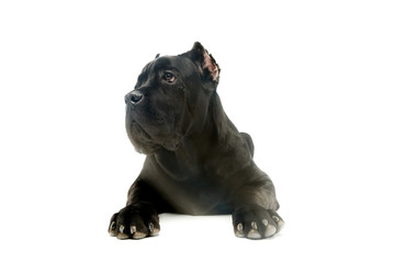 Studio shot of a lovely cane corso puppy