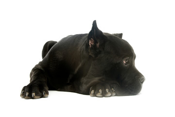 Studio shot of a lovely cane corso puppy