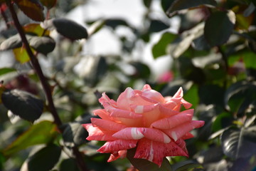 red rose with water drops of dew