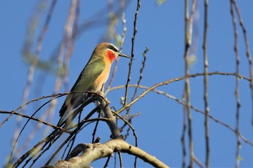 white fronted bee-eater