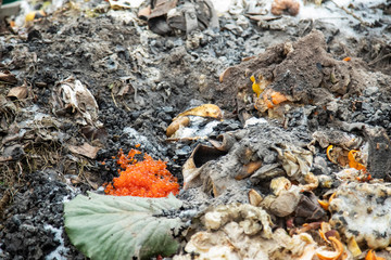 concept rich people grow too fastidious. close-up red caviar in a garbage bin compost heap