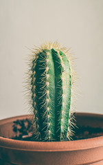 cactus, plant