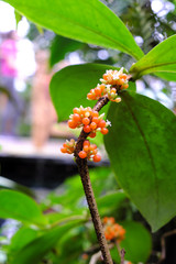 Medinilla succulenta (2019)