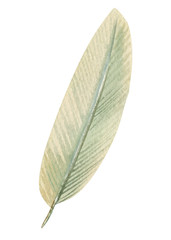 Obraz premium white feather on an isolated white background, festive design, watercolor clipart