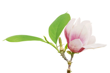 Blooming Pink Magnolia Flower with Green Leaves Isolated on White Background