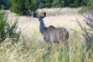 Wild Kudu