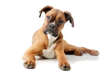 Studio shot of an adorable boxer puppy