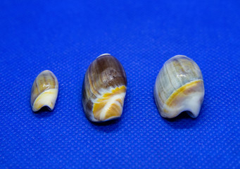 Conchas marinhas do Brasil encontradas na praias de Itanhaém