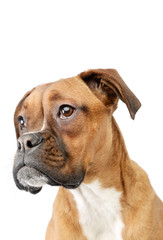 Portrait of an adorable boxer puppy