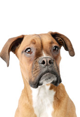 Fototapeta premium Portrait of an adorable boxer puppy