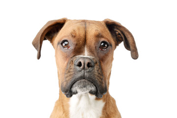 Portrait of an adorable boxer puppy