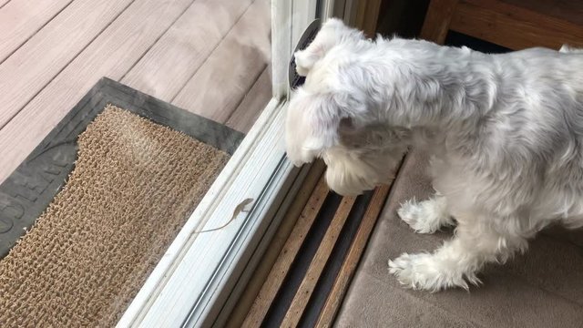 Schnauzer watches a small lizard through glass door and paws at it.