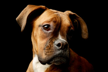 Portrait of an adorable boxer puppy