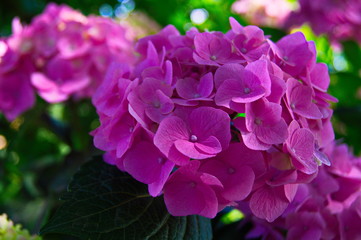 Hydrangea