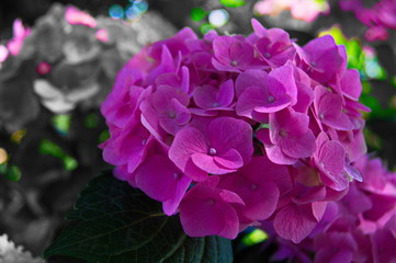 Hydrangea Selective Color