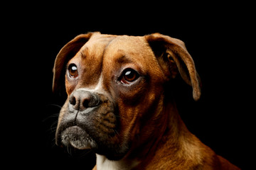 Portrait of an adorable boxer puppy
