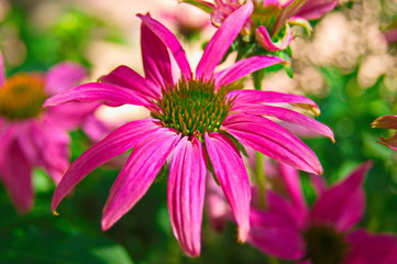 Obraz premium Pink FLower