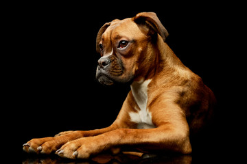 Studio shot of an adorable boxer puppy