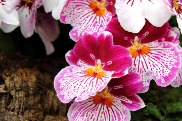 Miltonia orchid (2019)