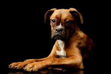 Studio shot of an adorable boxer puppy