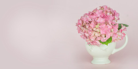 Spring background with Soft blue Hydrangea (Hydrangea macrophylla) or Hortensia flower