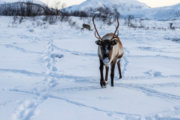 Reindeer in Norway