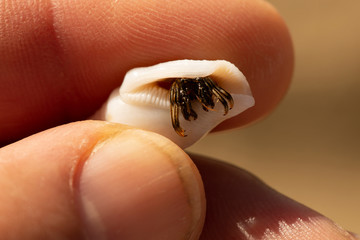 Hermit crabs decapod crustaceans of the superfamily Paguroidea. The crab hides in the shell that is...