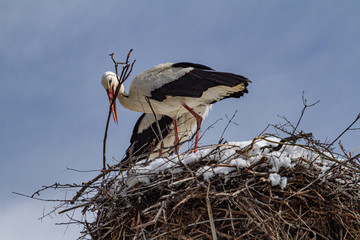 Pair of storks in winter
