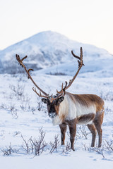 Reindeer in Norway